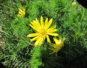 Hlaváček jarní (Adonis vernalis)