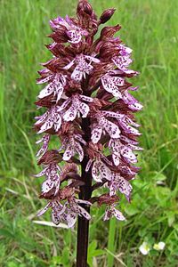 Vstavač nachový (Orchis purpurea Huds.)