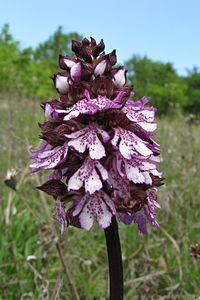 Vstavač nachový (Orchis purpurea Huds.)