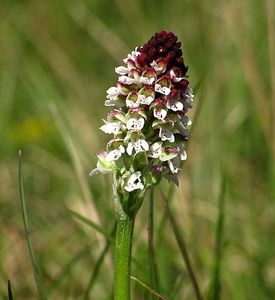 Vstavač osmahlý (Orchis Ustulata L.)