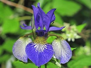 Kosatec sibiřský (Iris sibirica)