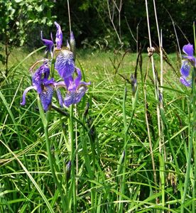 Kosatec sibiřský (Iris sibirica)