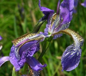 Kosatec sibiřský (Iris sibirica)