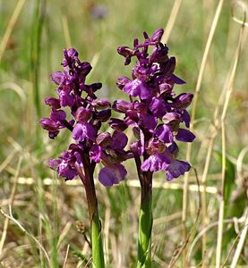 Vstavač kukačka  (Orchis morio L.)