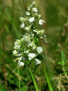 Vstavač kukačka  (Orchis morio L.)