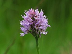 Vstavač trojzubý (Orchis tridentata Scop.)