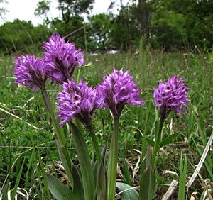 Vstavač trojzubý (Orchis tridentata Scop.)