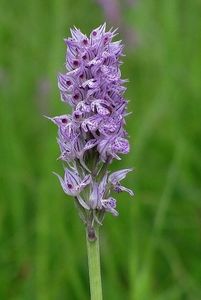 Vstavač trojzubý (Orchis tridentata Scop.)