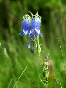 Zvonek vousatý (Campanula barbata L.)