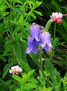 Zvonek vousatý (Campanula barbata L.)