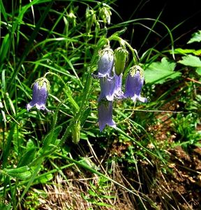 Zvonek vousatý (Campanula barbata L.)