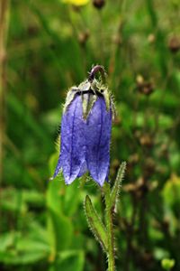 Zvonek vousatý (Campanula barbata L.)