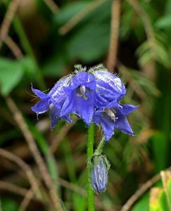 Zvonek vousatý (Campanula barbata L.)