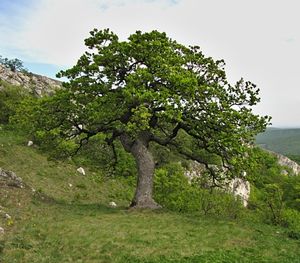 Dub pýřitý - šípák (Quercus pubescens)