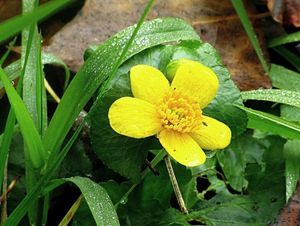 Blatouch bahenní (Caltha palustris)