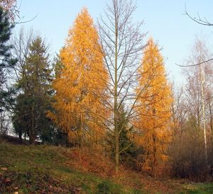 Modřín opadavý (Larix decidua)