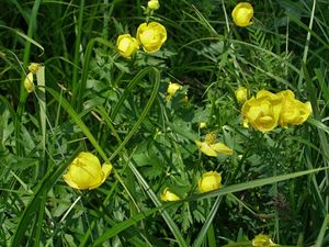 Upolín nejvyšší (Trollius altissimus Crantz)