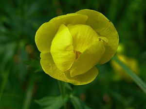 Upolín nejvyšší (Trollius altissimus Crantz)