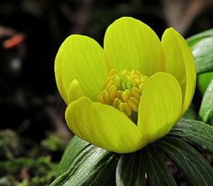 Talovín zimní (Eranthis hyemalis (L.) Salisb.)