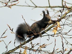 Habr obecný (Carpinus betulus)