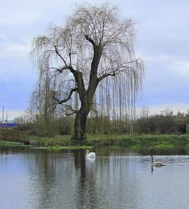 Vrba náhrobní (Salix alba x S.babylonica)