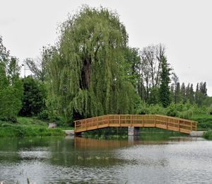 Vrba náhrobní (Salix alba x S.babylonica)