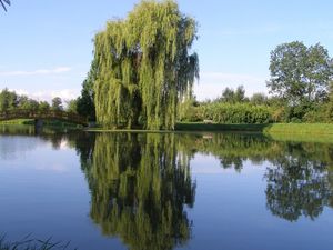 Vrba náhrobní (Salix alba x S.babylonica)