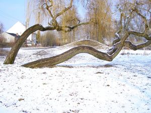 Vrba náhrobní (Salix alba x S.babylonica)