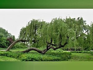 Vrba náhrobní (Salix alba x S.babylonica)