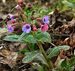 Plicník lékařský (Pulmonaria officinalis)