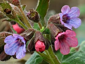 Plicník lékařský (Pulmonaria officinalis)