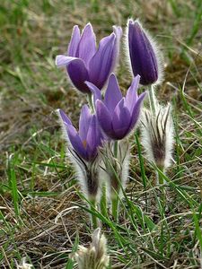 Koniklec velkokvětý (Pulsatilla grandis)