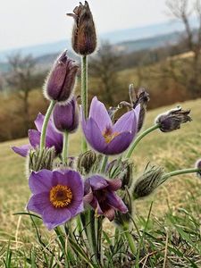 Koniklec velkokvětý (Pulsatilla grandis)