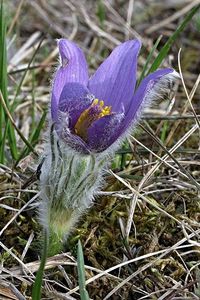 Koniklec velkokvětý (Pulsatilla grandis)