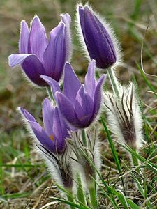 Koniklec velkokvětý (Pulsatilla grandis)