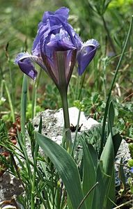 Kosatec nízký (Iris pumila)