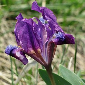 Kosatec nízký (Iris pumila)