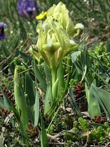 Kosatec nízký (Iris pumila)