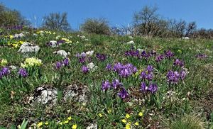 Kosatec nízký (Iris pumila)