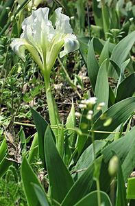 Kosatec nízký (Iris pumila)