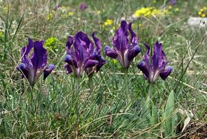 Kosatec nízký (Iris pumila)