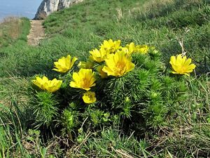 Hlaváček jarní (Adonis vernalis)