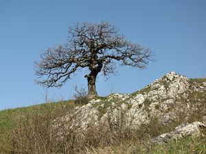 Dub pýřitý - šípák (Quercus pubescens)