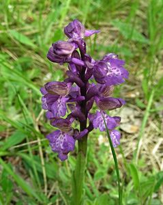 Vstavač kukačka  (Orchis morio L.)