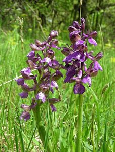 Vstavač kukačka  (Orchis morio L.)