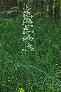 Vemeník dvoulistý (Platanthera bifolia)