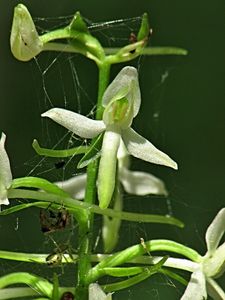 Vemeník dvoulistý (Platanthera bifolia)