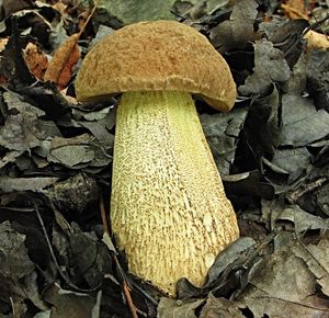Kozák dubový - Leccinellum crocipodium (Letell.) Della Maggiora & Trassinelli 2014