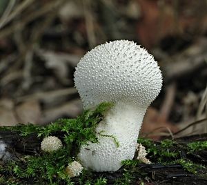 Pýchavka obecná - Lycoperdon perlatum Pers. 1796