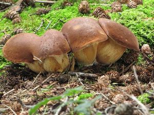 Klikni pro velký obrázek